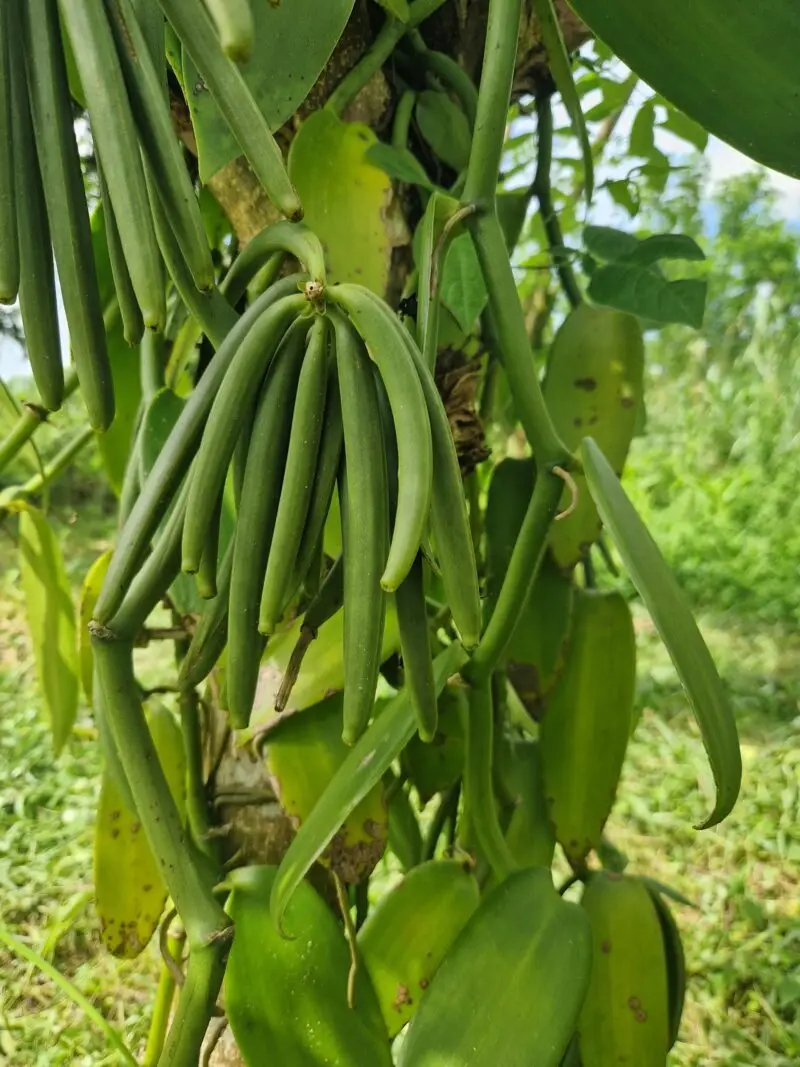 Vanille Bio de Madagascar – Gousses Bourbon Artisanales – Image 2