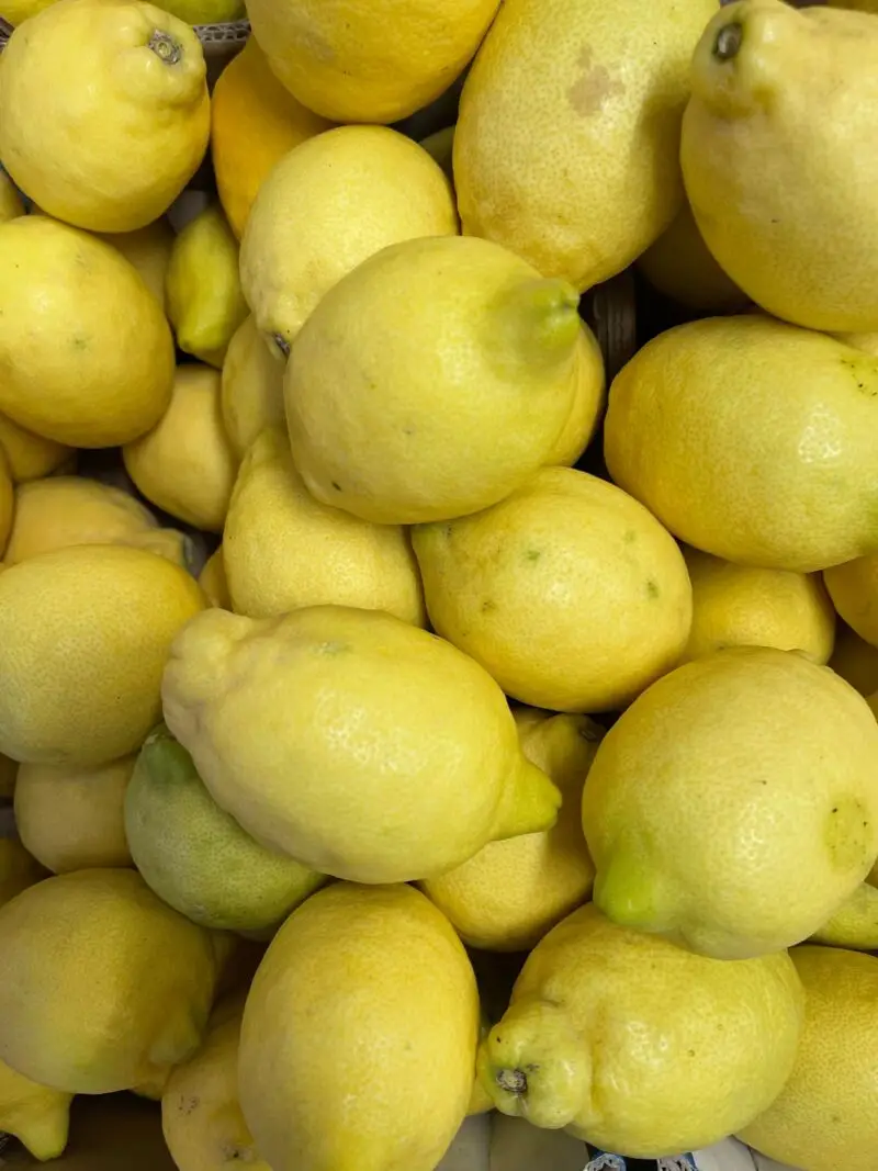 Illustration du citronnier ( Citrus limon ) , arbre à agrumes produisant cette essence précieuse.