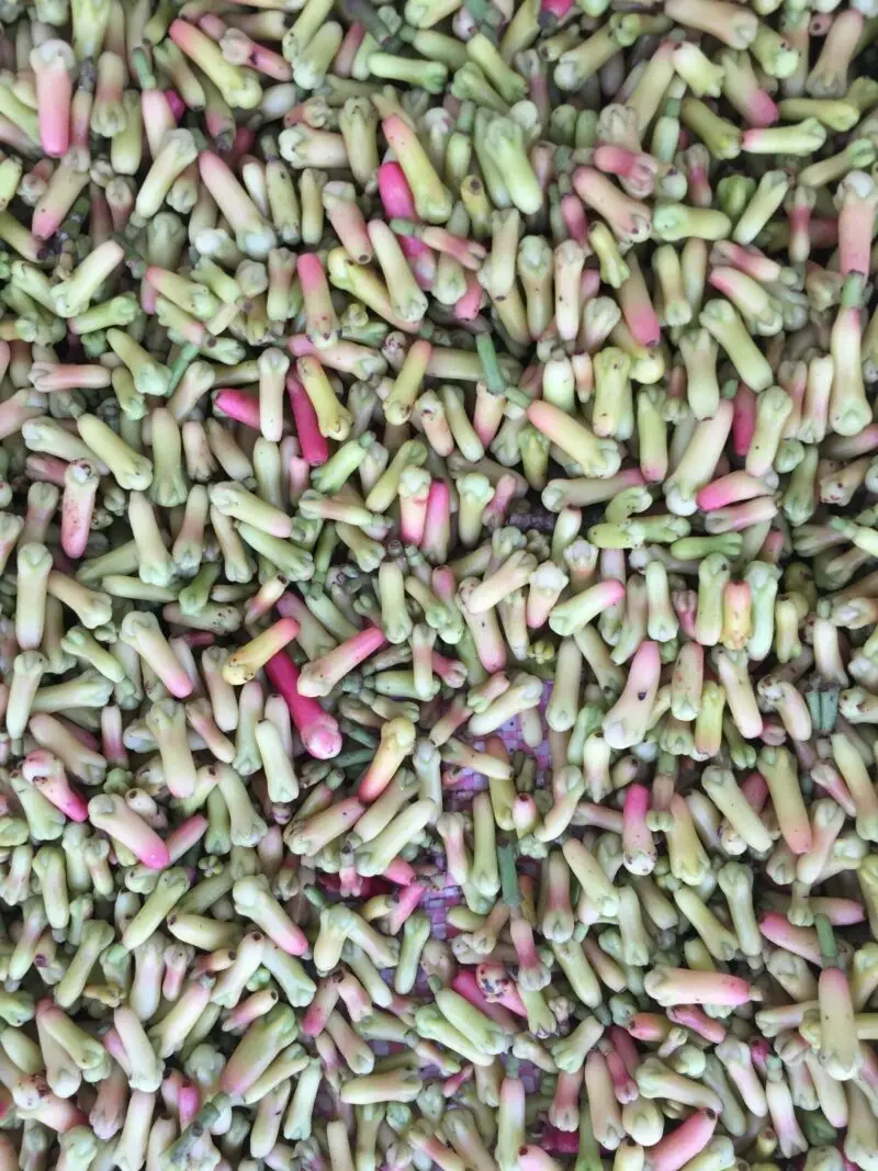 Illustration de l’arbre de girofle (Syzygium aromaticum), producteur de cette épice précieuse.