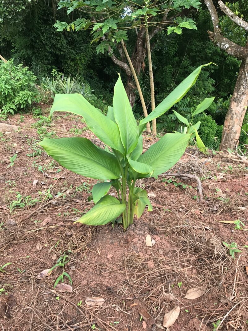 Illustration de la plante de Curcuma avec ses feuilles aromatiques