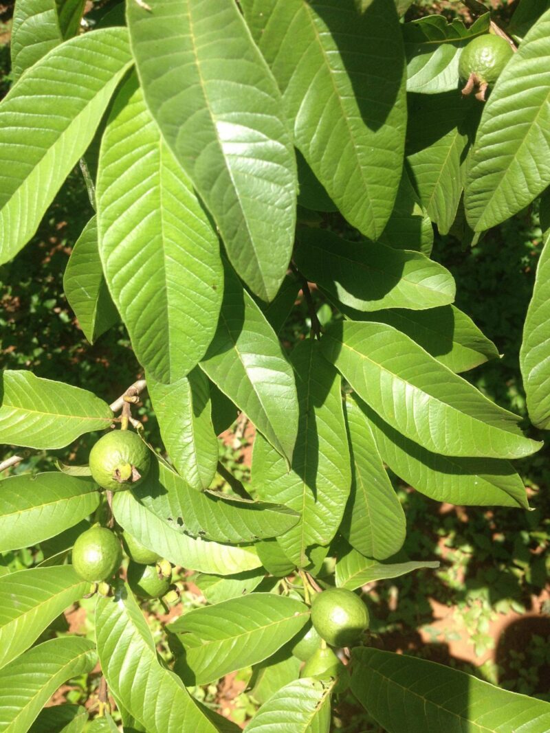Illustration de l’arbre de Goyave (Psidium guajava), connu pour ses propriétés médicinales.