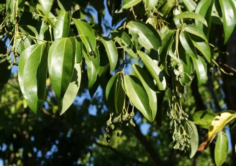 Illustration du cannelier, arbre à l'écorce précieuse et aux feuilles aromatiques .