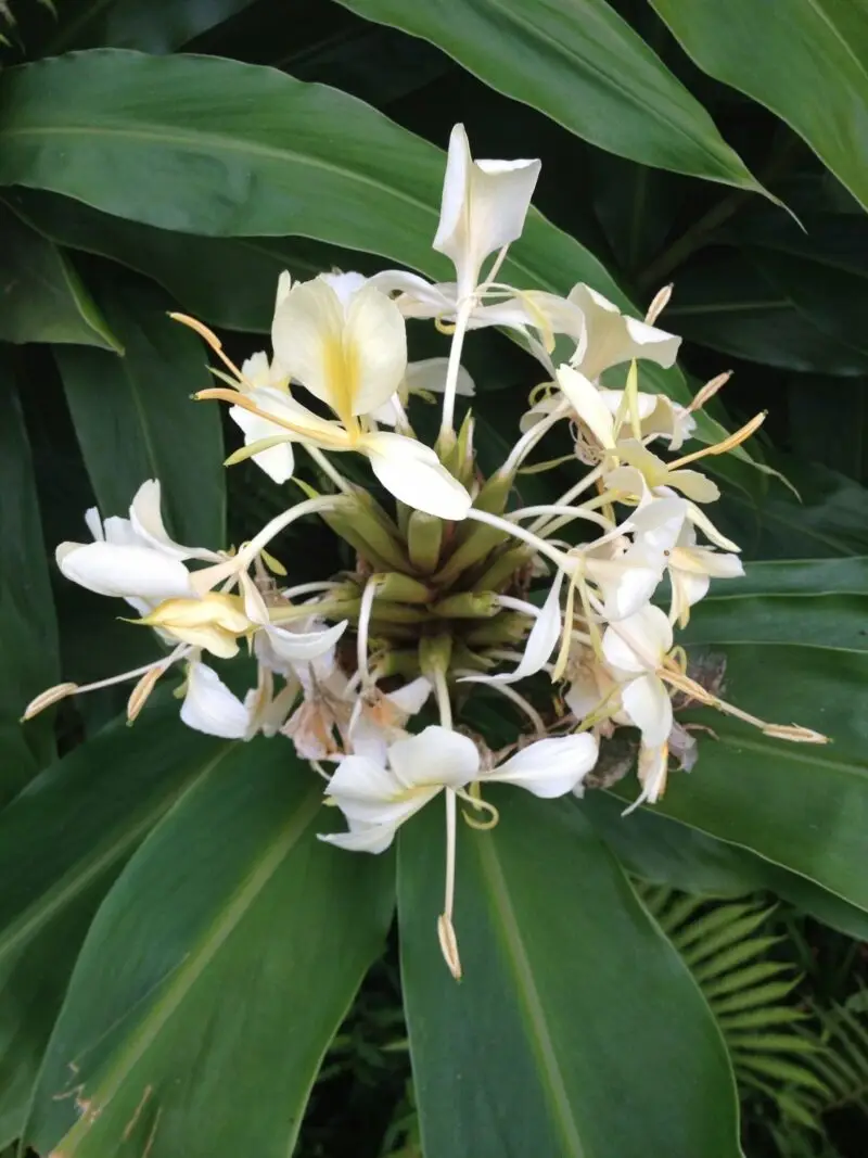 Illustration du Gingembre Papillon (Hedychium coronarium), plante des zones humides aux fleurs délicates.
