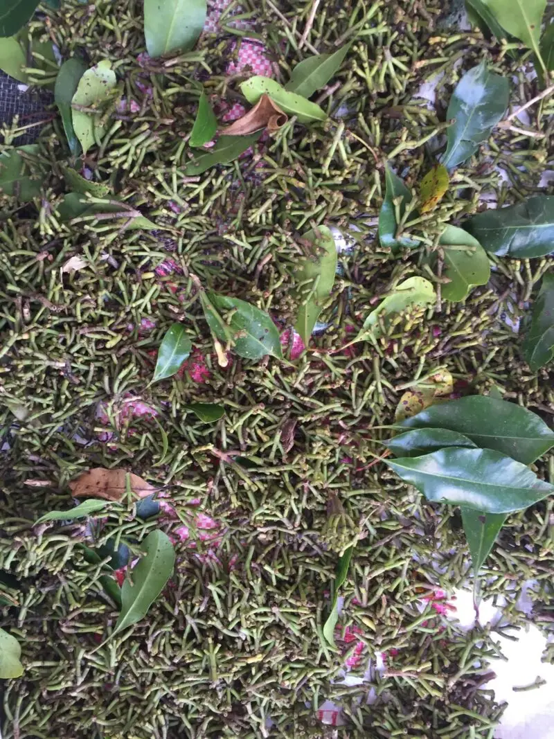 Illustration de l’arbre de Girofle (Syzygium aromaticum), producteur naturel d’eugénol.