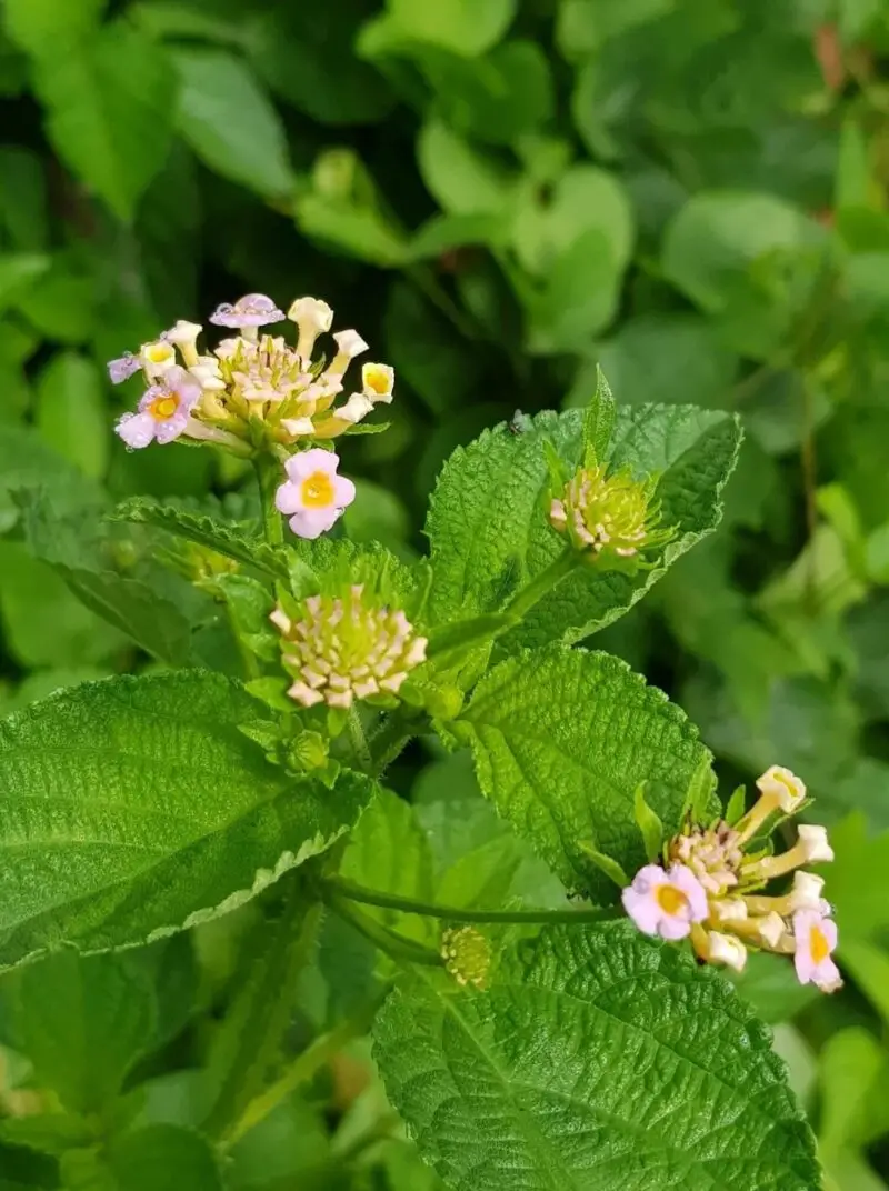 Illustration du buisson épineux de Lantana (Lantana camara), aux fleurs parfumées.