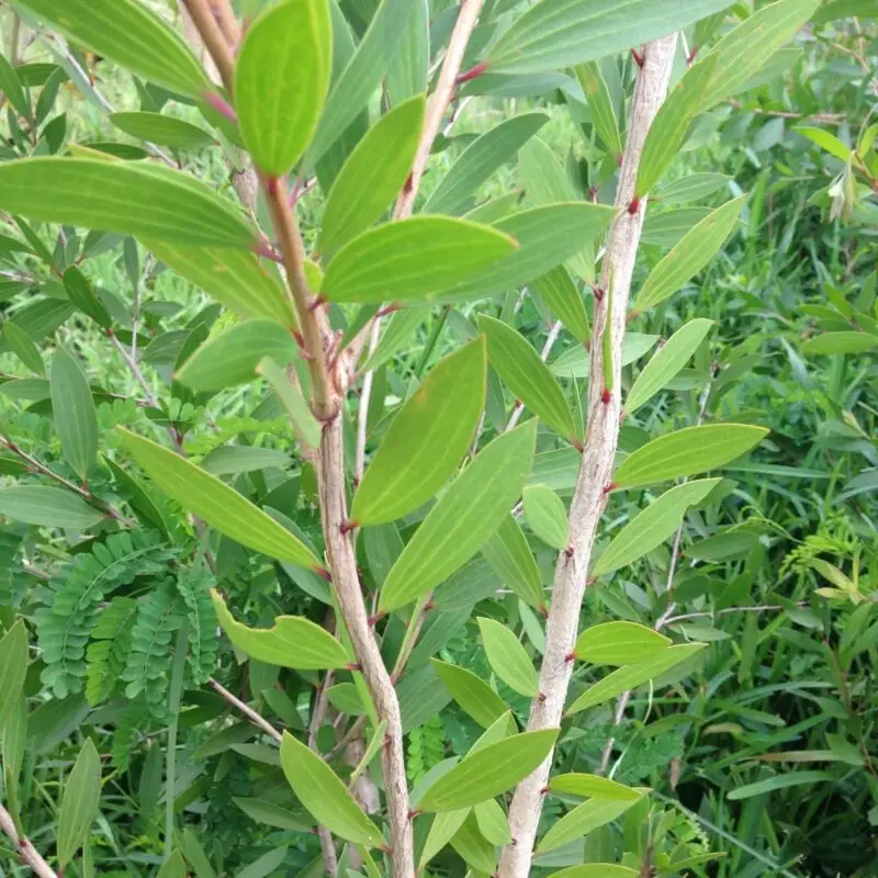 Illustration de l’arbre Niaouli (Melaleuca quinquenervia), typique des zones humides tropicales.