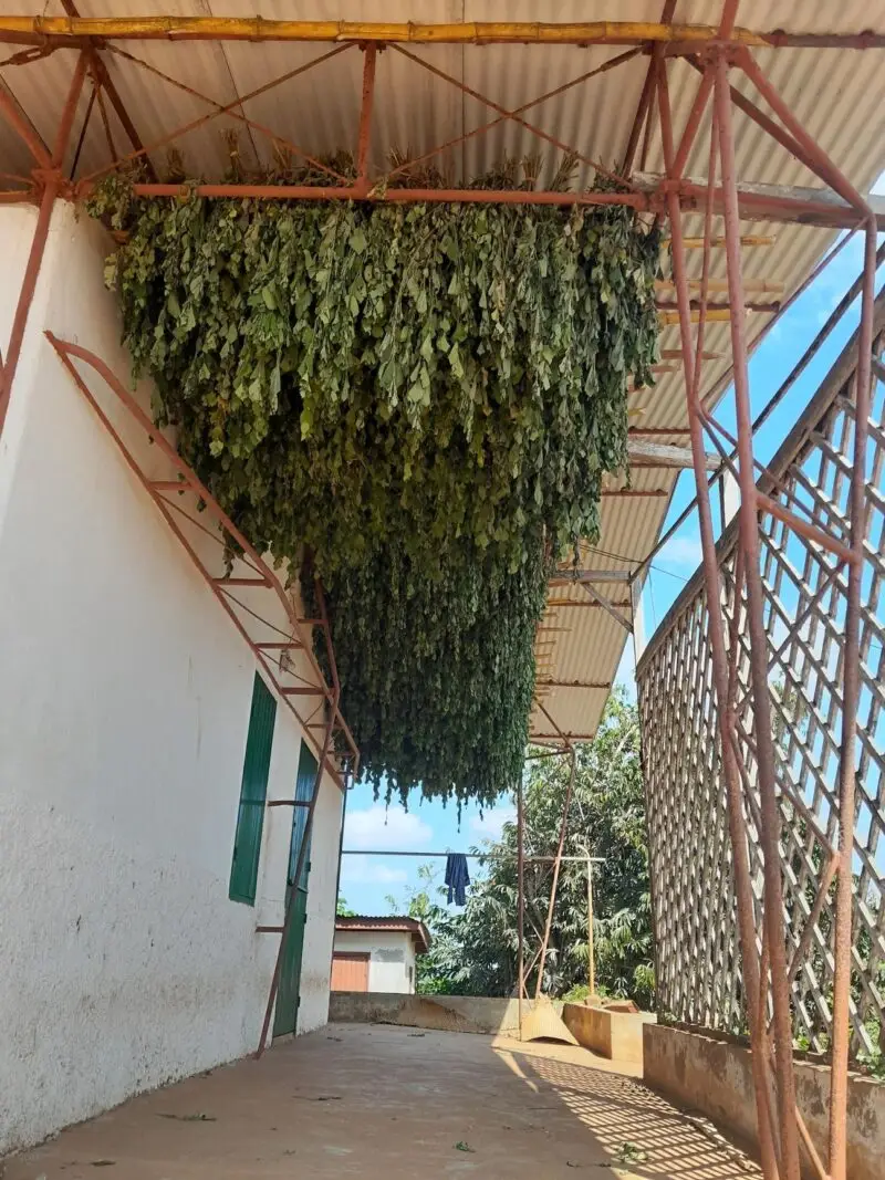 Feuilles séchées de Patchouli (Pogostemon cablin), prêtes pour la distillation.