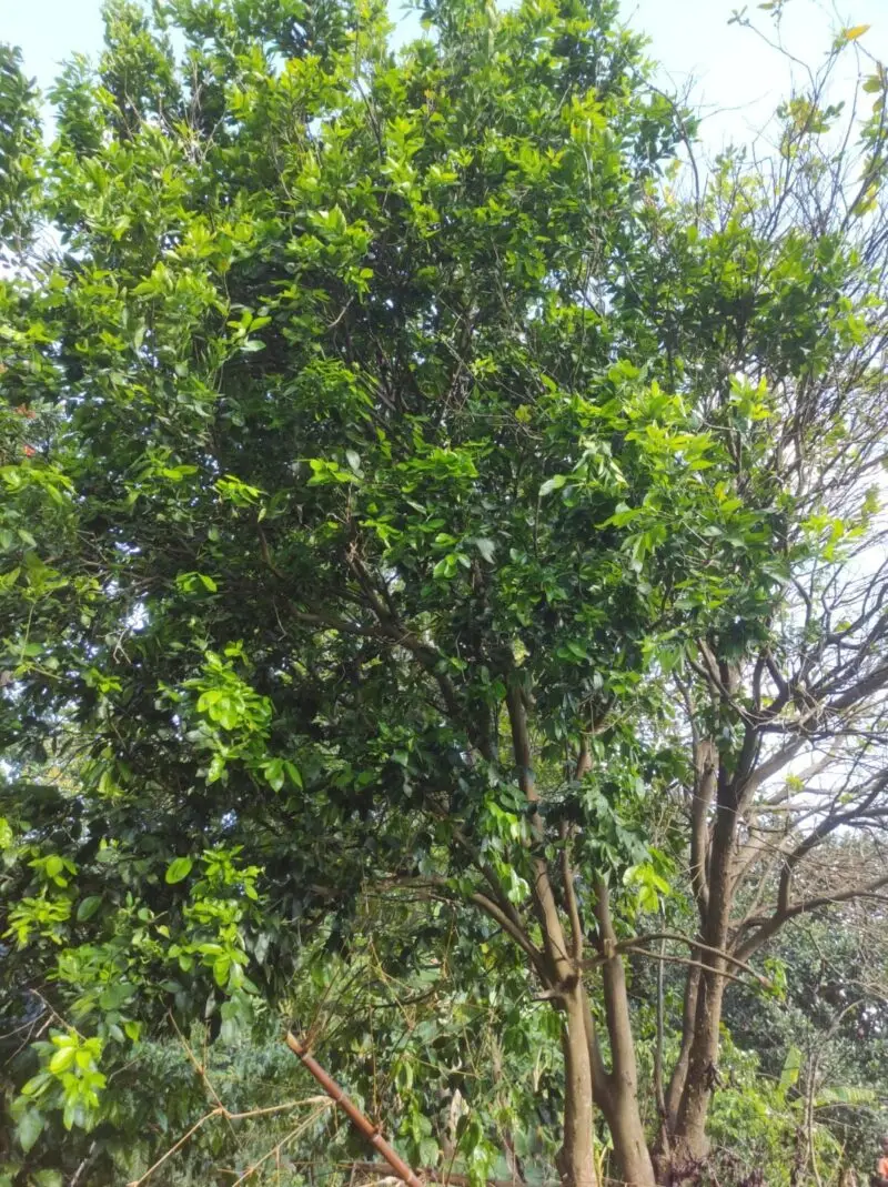 Illustration de l' Oranger Amer ( Citrus aurantium bigaradia ) , arbre aux feuilles parfumées.