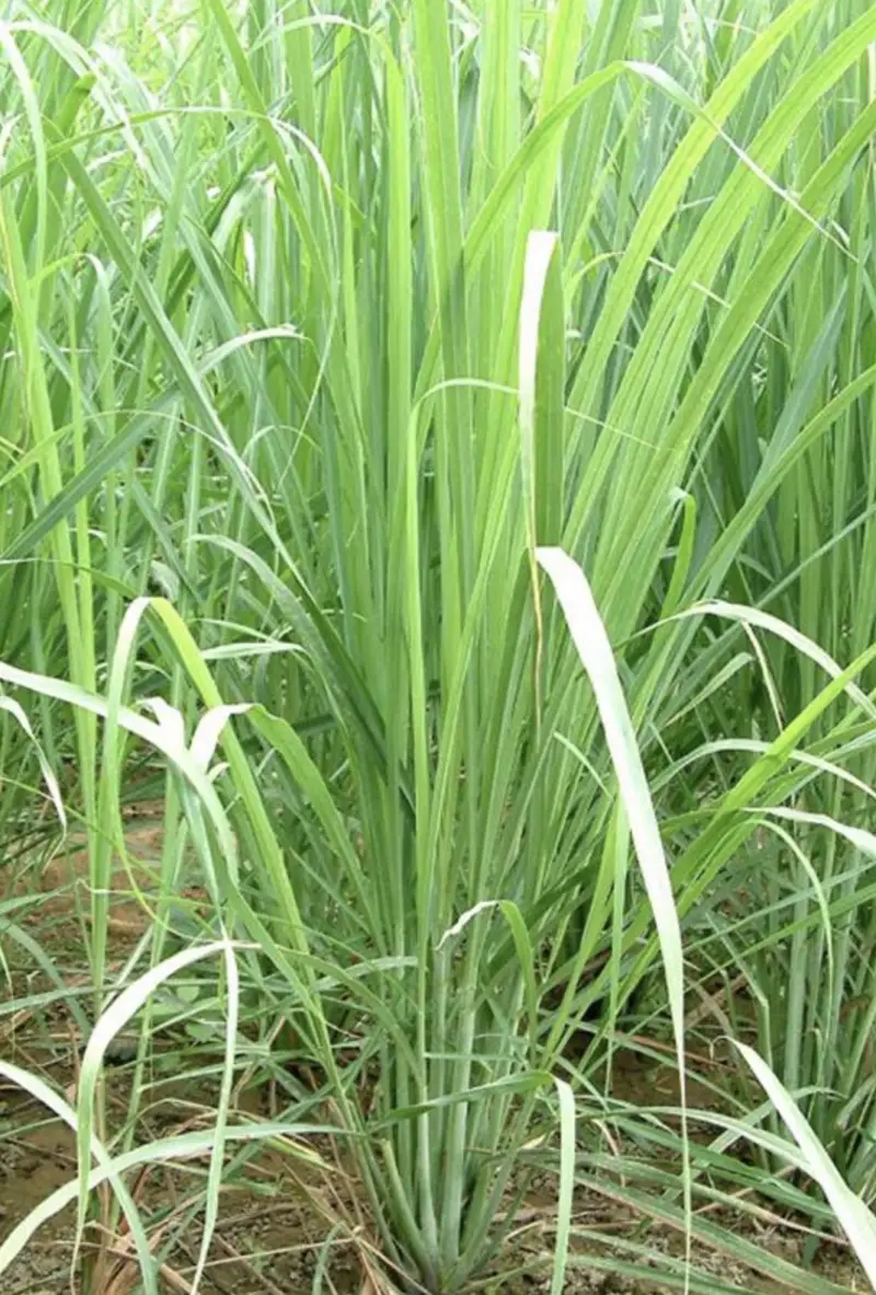 Illustration de la Verveine Citronnelle (Cymbopogon citratus) , plante endémique de Madagascar.