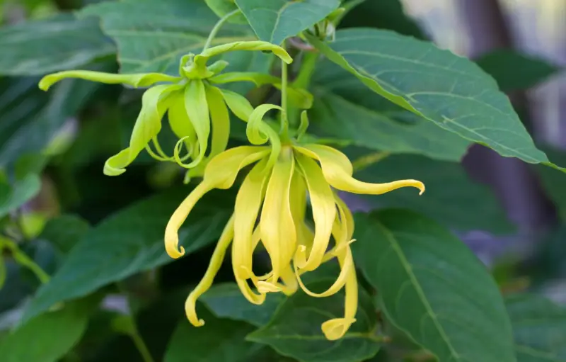 Illustration de l' Ylang Ylang (Cananga odorata) , arbre tropical aux fleurs parfumées.