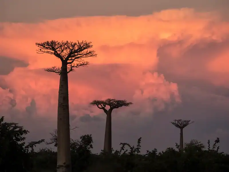 Baobab Madagascar Aromisland
