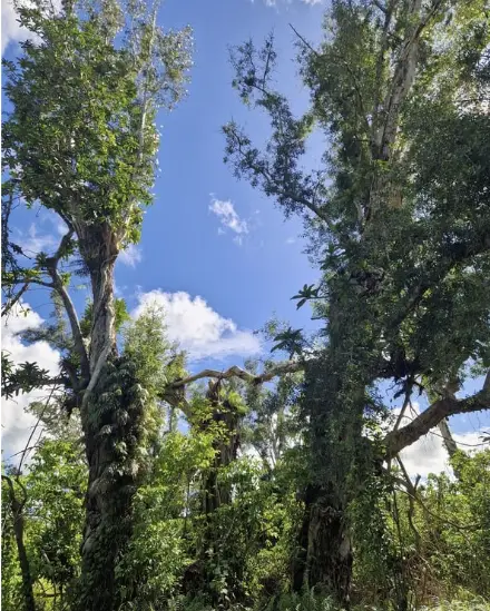 Arbre Niaouli