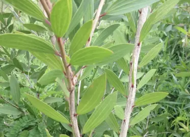Feuilles de Noauli